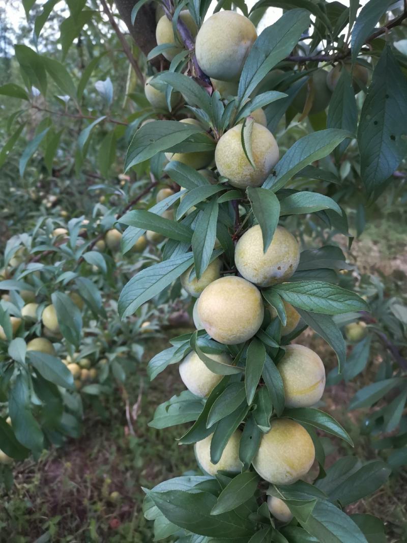 李子，青脆李，脱骨李
