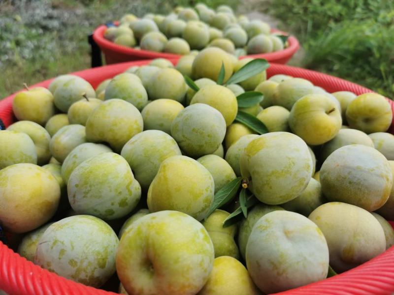 李子，青脆李，脱骨李