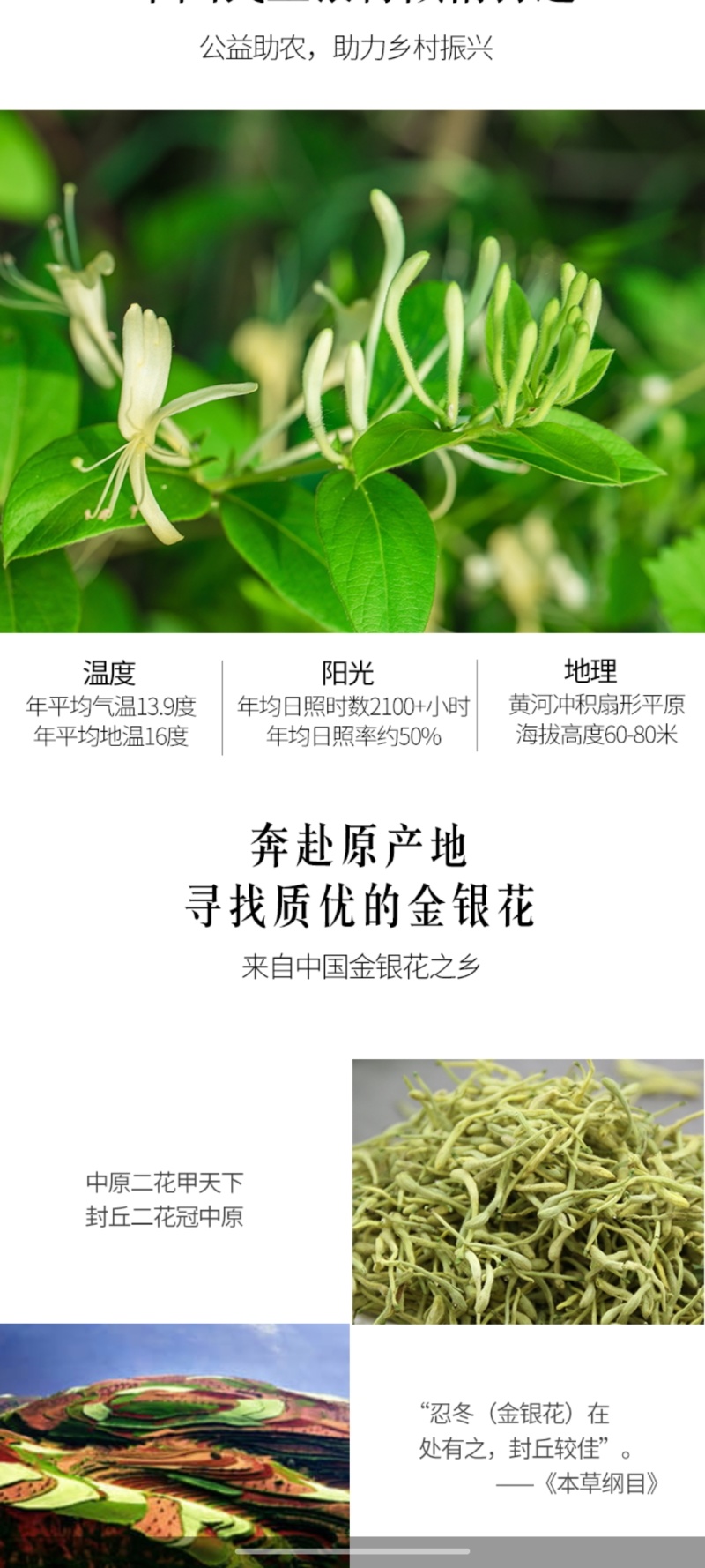 金银花和金银花茶