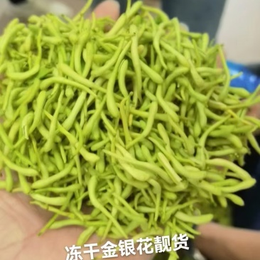 金银花和金银花茶