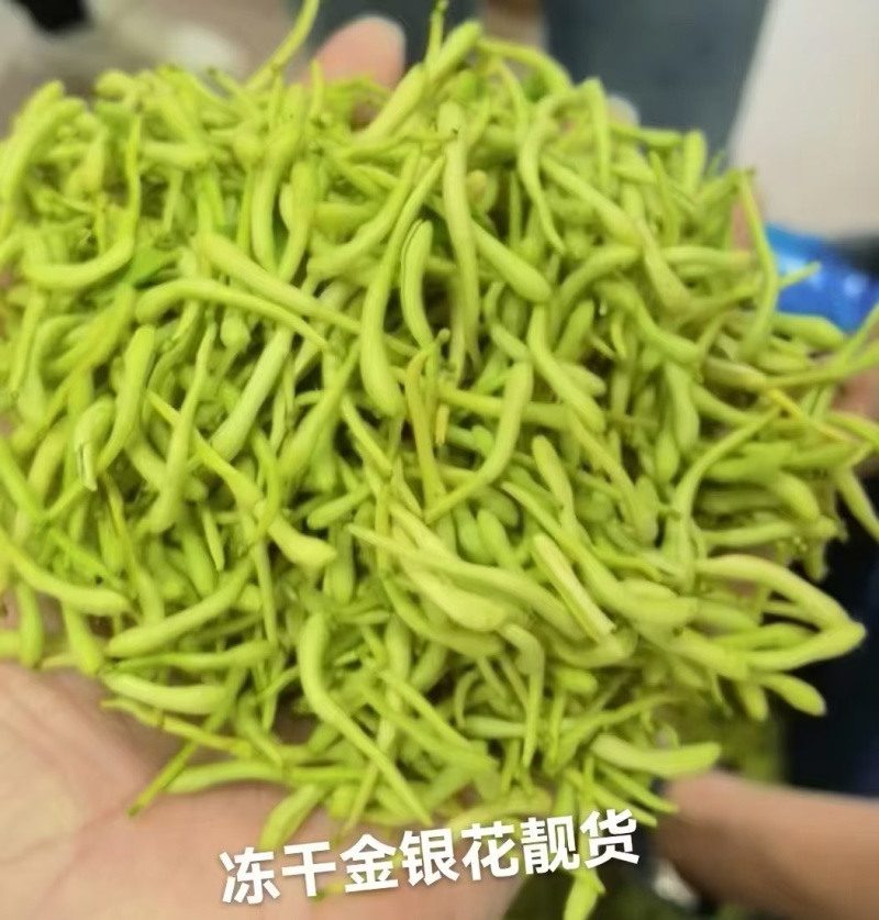 金银花和金银花茶