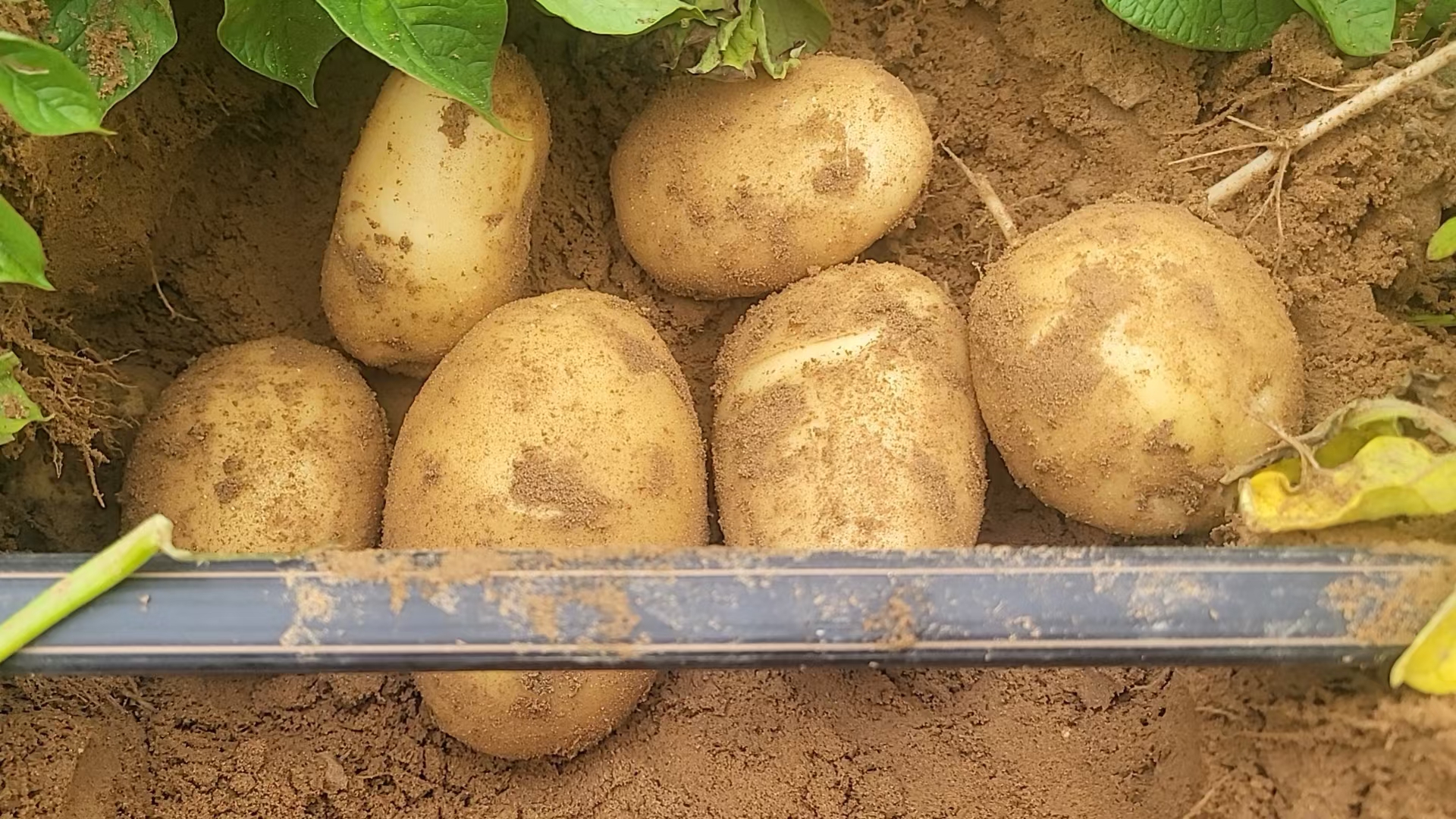 家庭储存土豆的正确方式