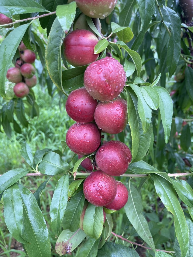 珍珠枣油桃，1号3号5号，山东精品油桃产地，货源充足