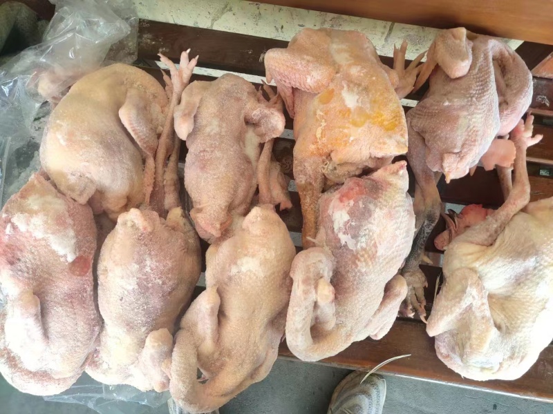 二级三黄鸡厂家直发质量好价格低长期生产质量稳定