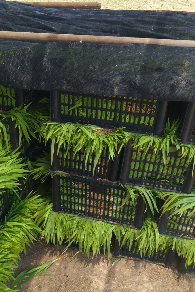 射干苗大量批发，大型育苗基地,一手货源，基地直发。