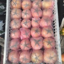 黑龙江当季毛粉西红柿量大品质优新鲜采摘产地直销大量供应