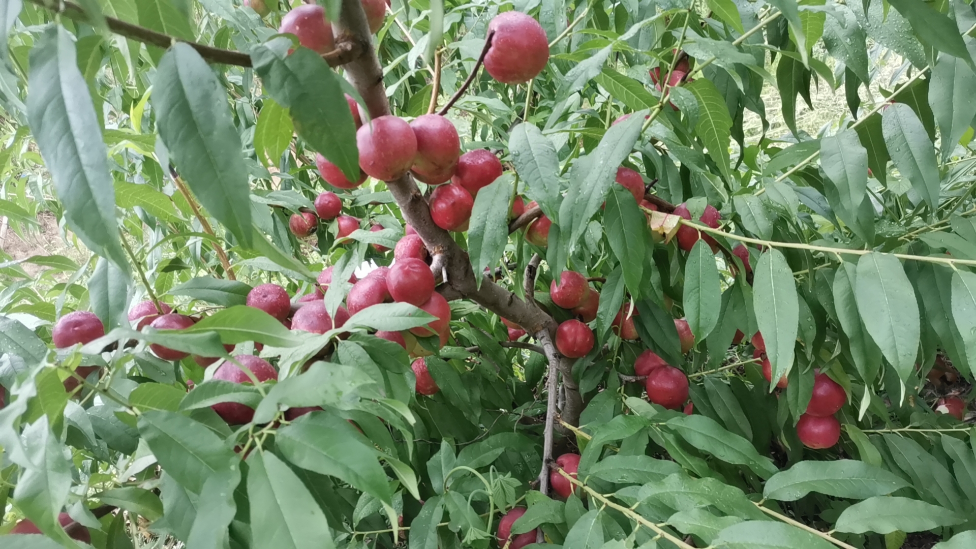 8号枣油桃果园实景图