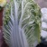 聊城市东昌府区，大包头白菜，货量充足价格便宜