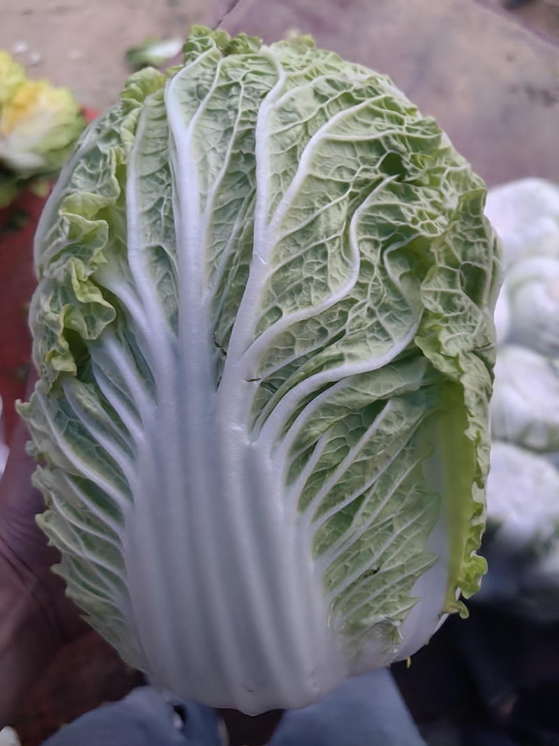 聊城市东昌府区，大包头白菜，货量充足价格便宜