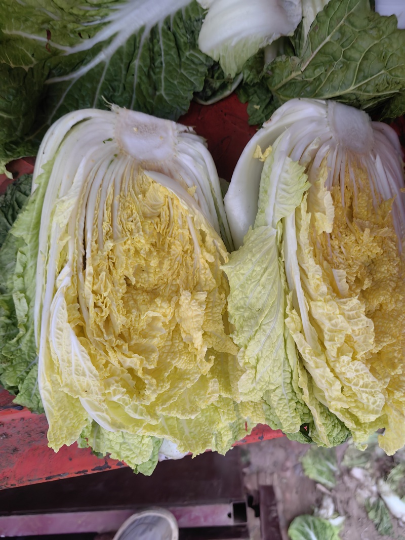 聊城市东昌府区，大包头白菜，货量充足价格便宜
