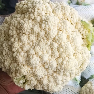 80散花大量上市
