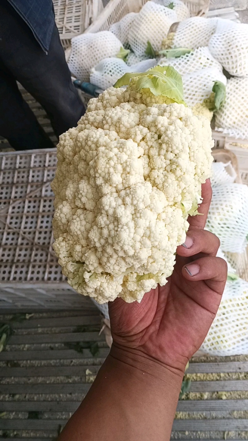 80散花大量上市