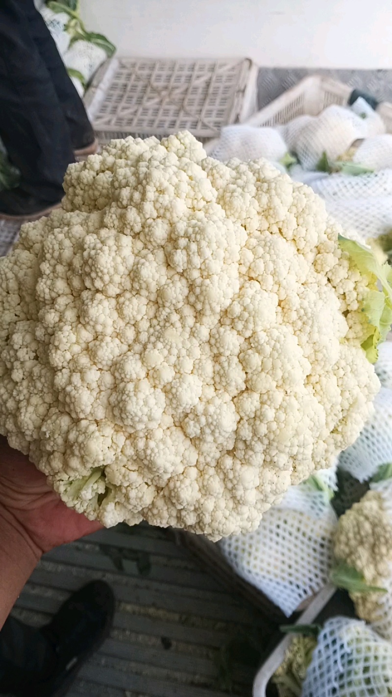80散花大量上市