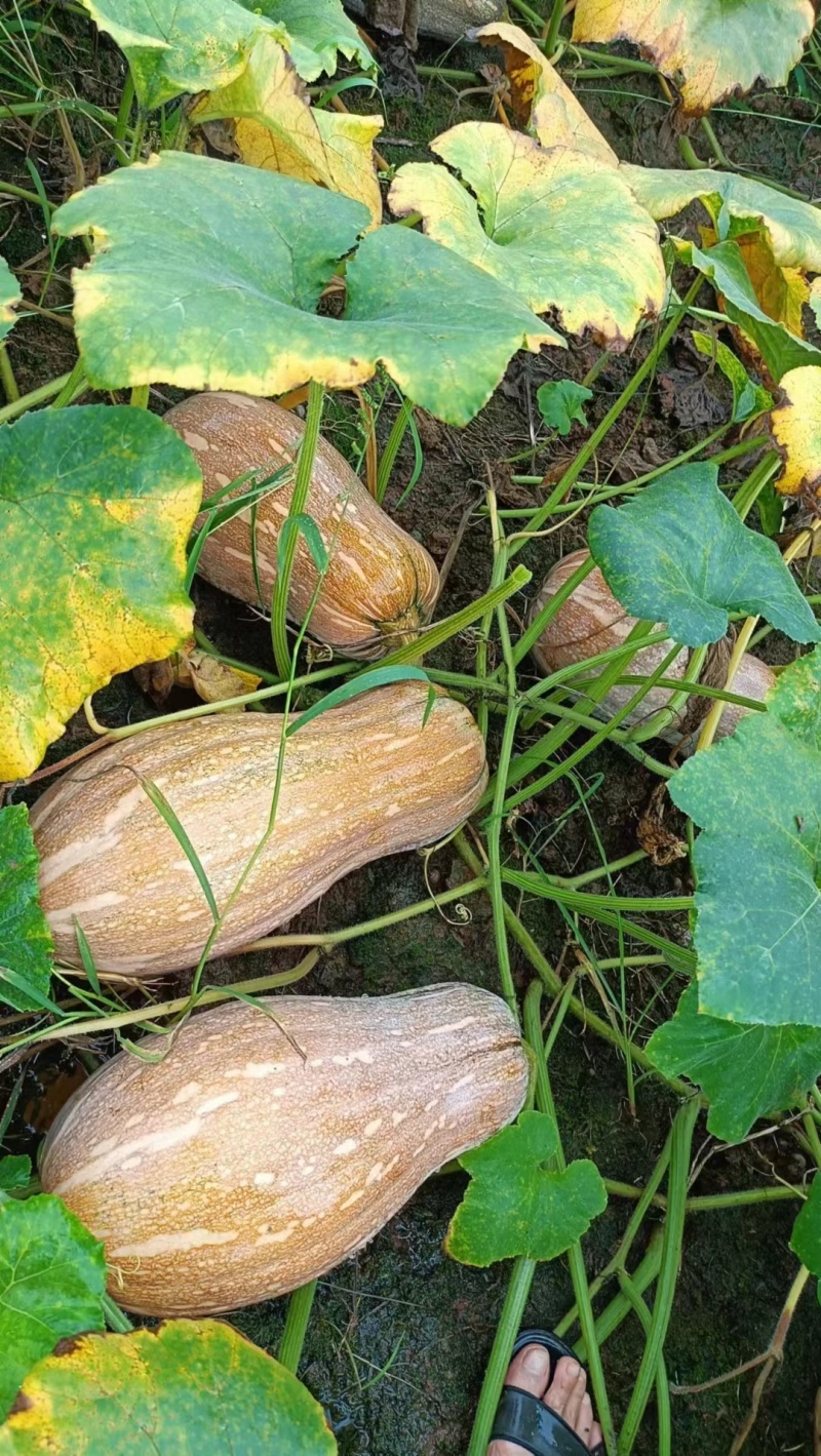 蜜本南瓜