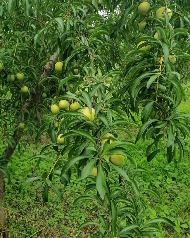 蜂糖李