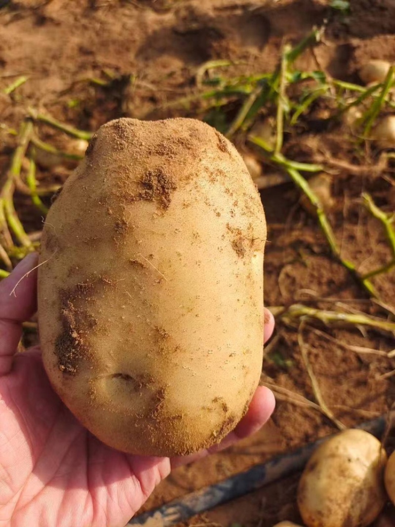 沃土5号土豆产地供应量大质优价格优惠一手货源