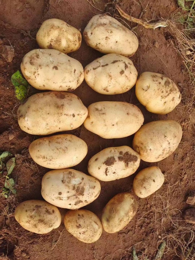 沃土5号土豆产地供应量大质优价格优惠一手货源
