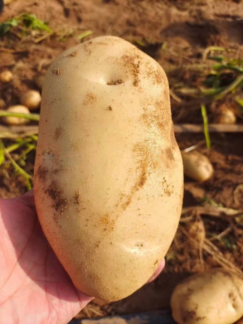 沃土5号土豆产地供应量大质优价格优惠一手货源