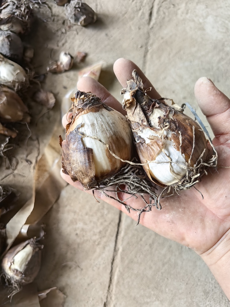 漳州水仙花，一手货源/量大价优/产地直发/欢迎下单