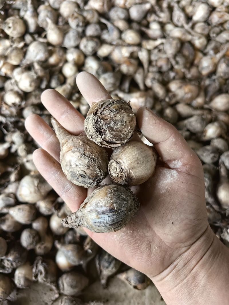 漳州水仙花，一手货源/量大价优/产地直发/欢迎下单