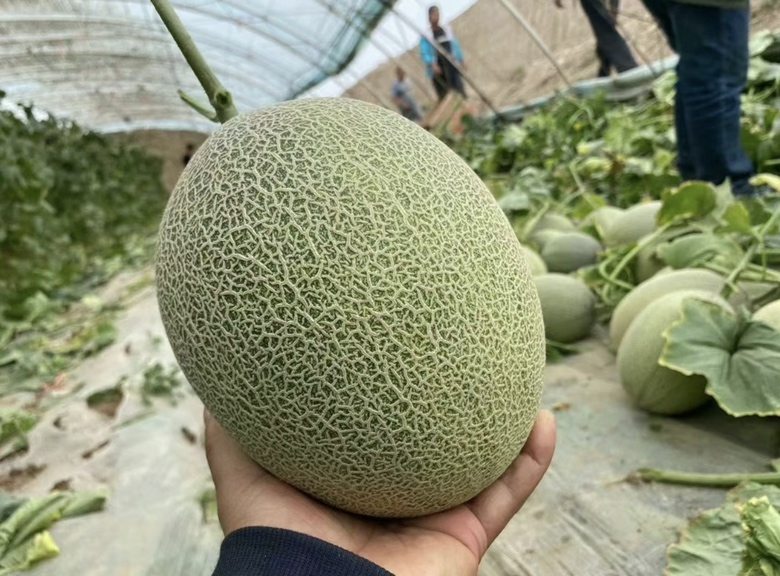 蜜瓜营养成分对比图表