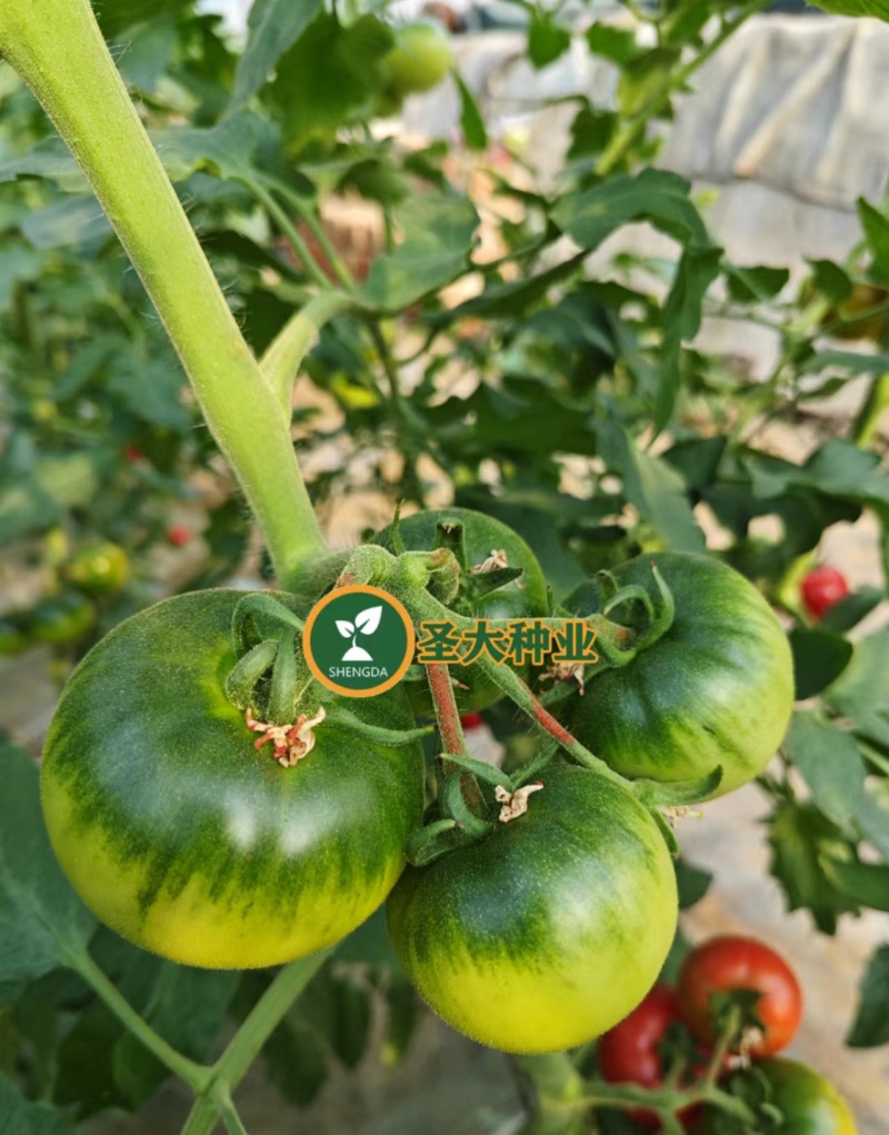 草莓西红柿苗蔬菜苗西红柿苗铁皮柿子绿腚柿子苗