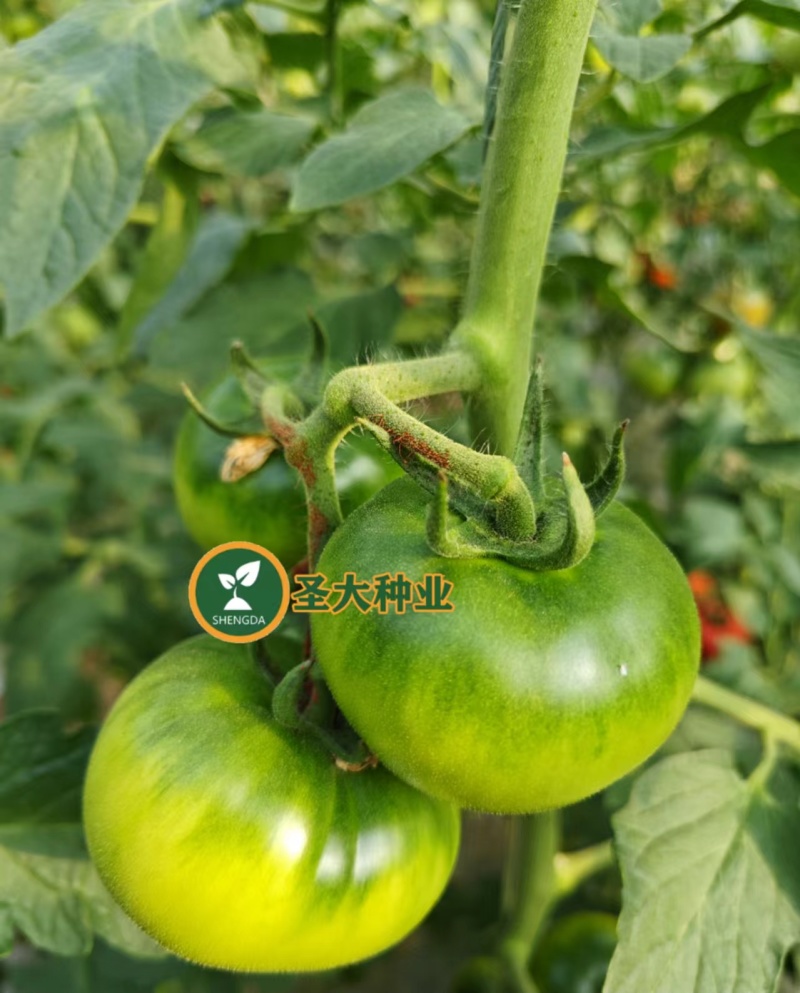 草莓西红柿苗蔬菜苗西红柿苗铁皮柿子绿腚柿子苗