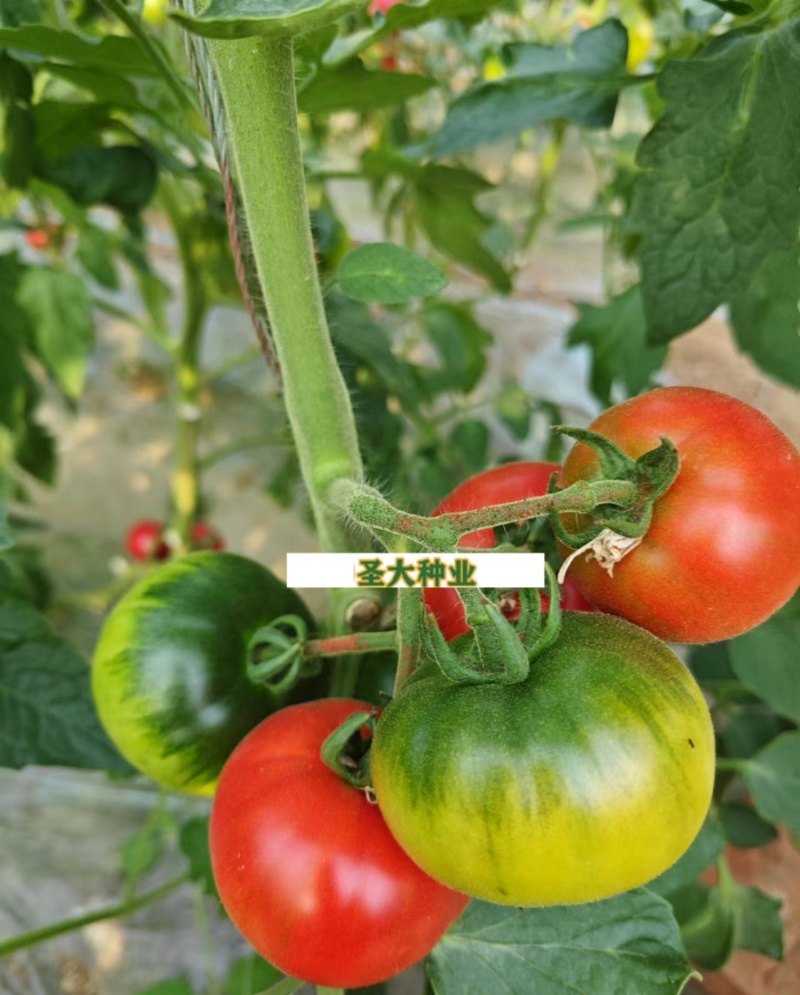 草莓西红柿苗蔬菜苗西红柿苗铁皮柿子绿腚柿子苗