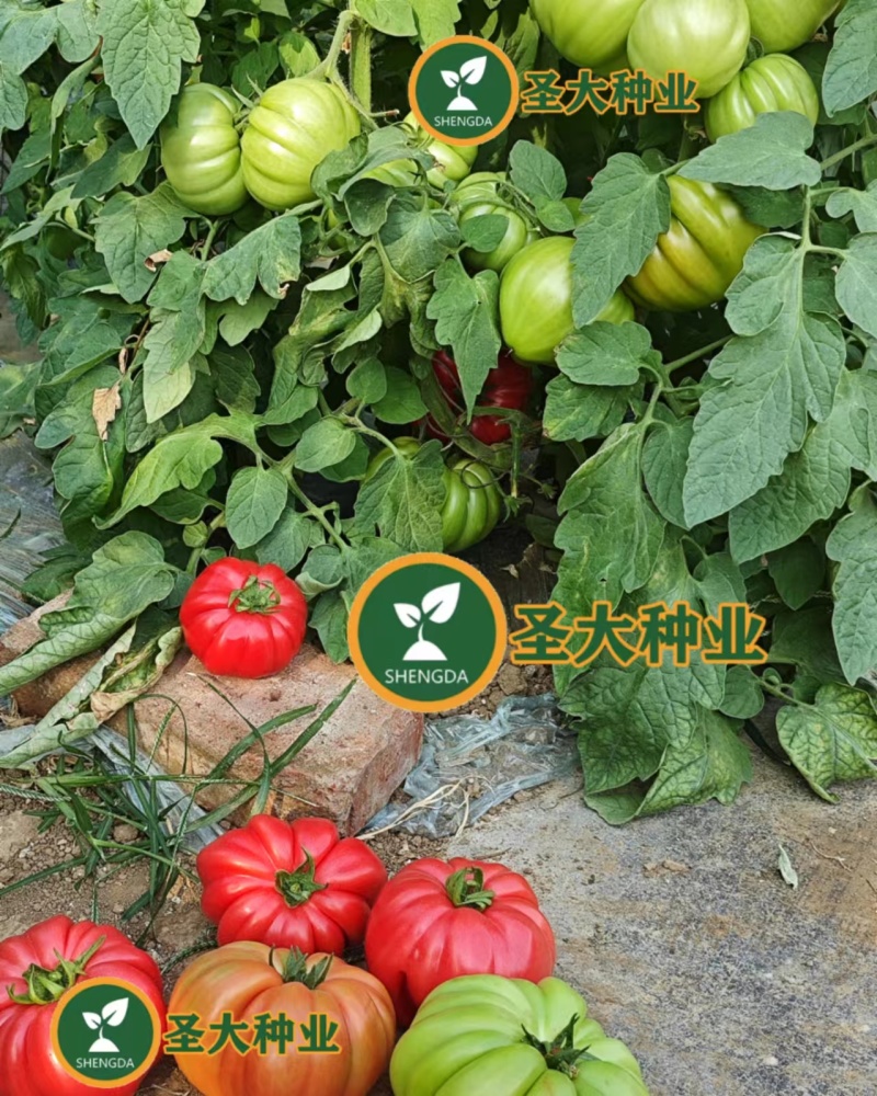 马蹄番茄苗丑柿子牛排柿子苗水果沙瓤西红柿苗粉果西红柿苗