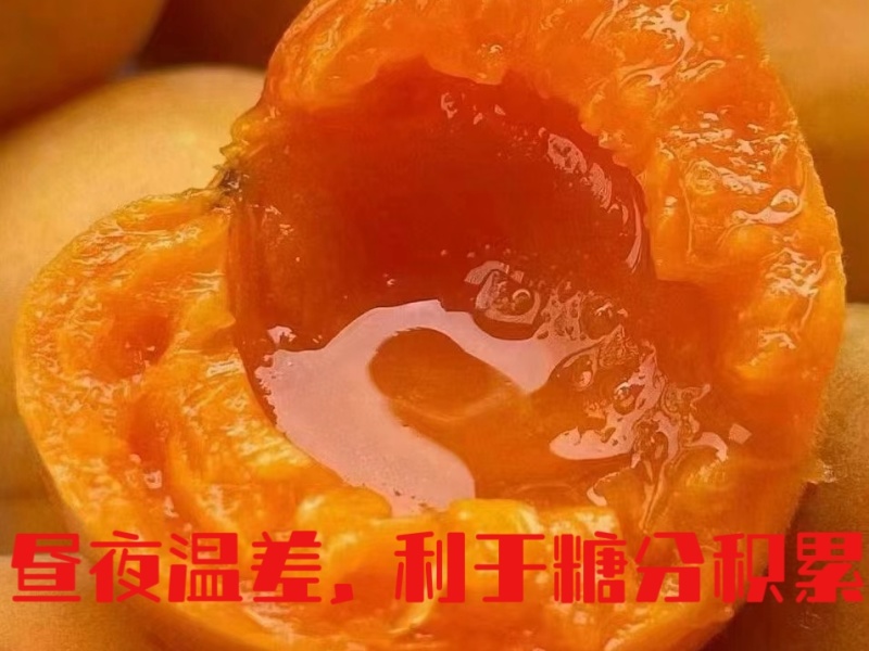 新疆阿克苏吊干杏大量接单品质保证欢迎来电咨询