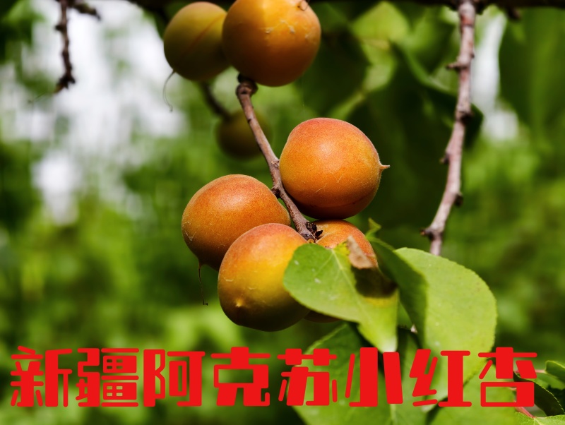 新疆阿克苏吊干杏大量接单品质保证欢迎来电咨询