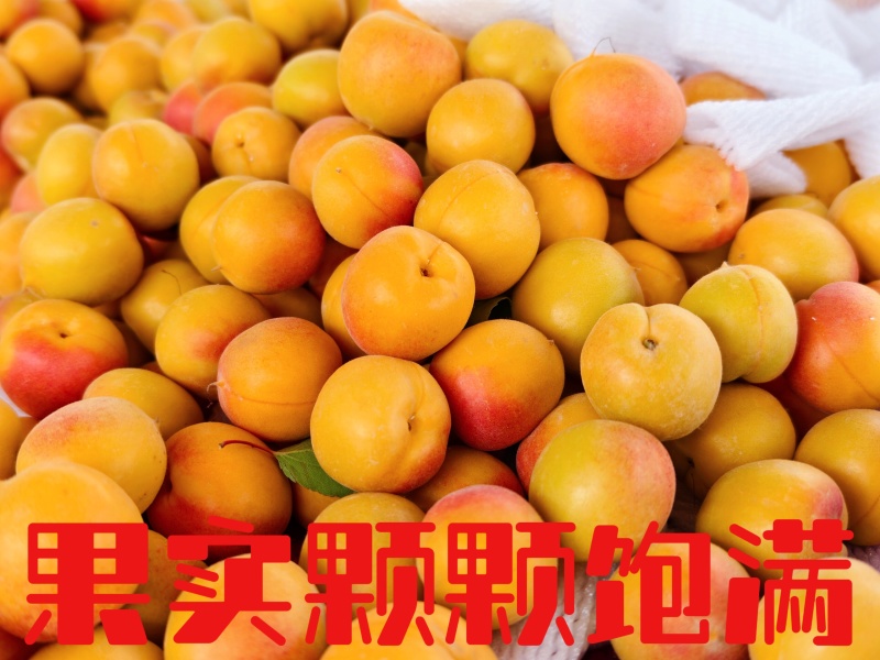 新疆阿克苏吊干杏大量接单品质保证欢迎来电咨询