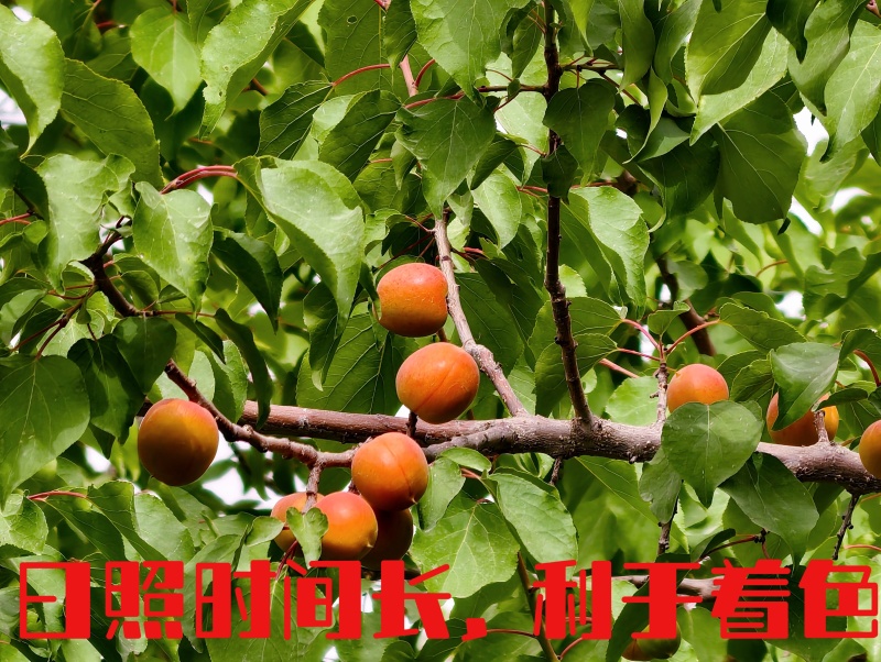 新疆阿克苏吊干杏大量接单品质保证欢迎来电咨询