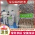 蚂蚱串/蝗虫串，可油炸/可烧烤，纯人工养殖/可常年供应