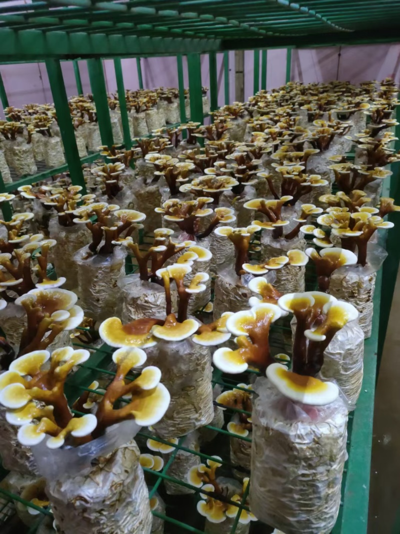 福建漳州灵芝盆景活体观赏可食用赤灵芝/欢迎订购