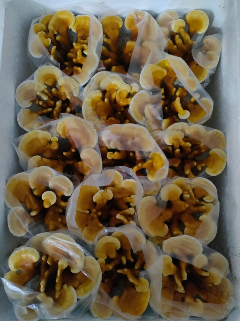 福建漳州灵芝盆景活体观赏可食用赤灵芝/欢迎订购