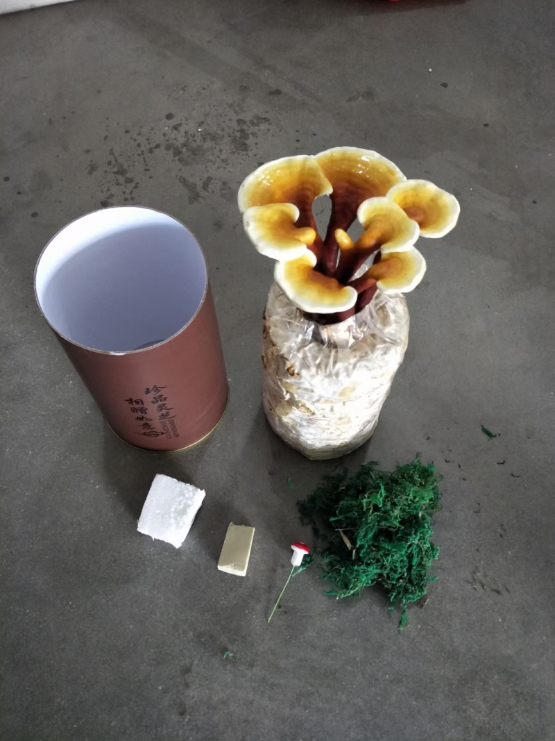 福建漳州灵芝盆景活体观赏可食用赤灵芝/欢迎订购