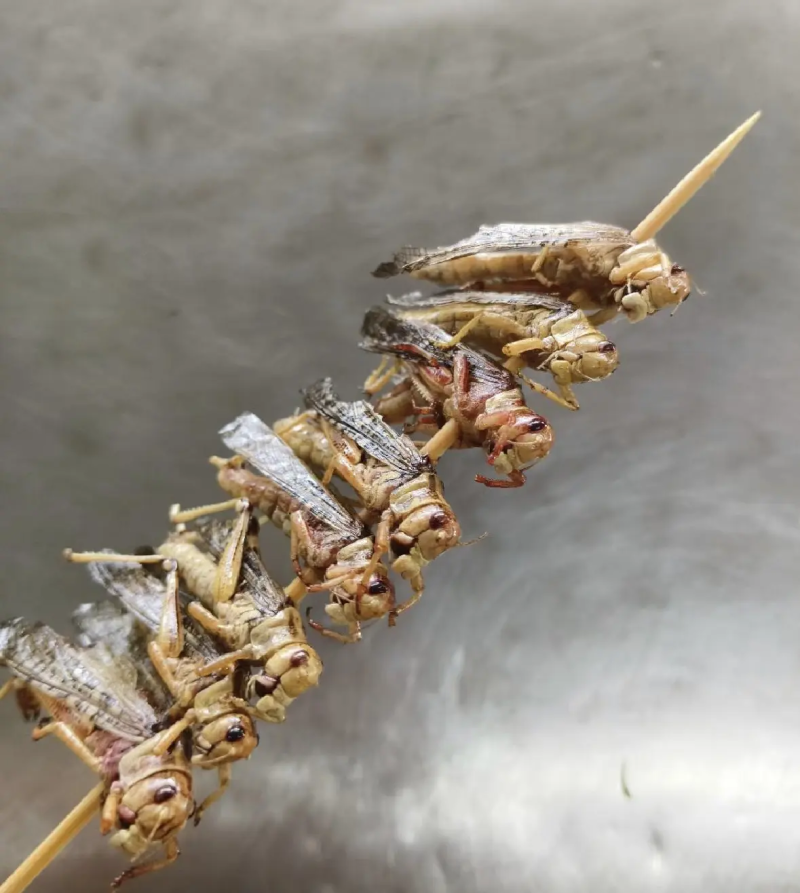 蚂蚱串/蝗虫串，可油炸/可烧烤，纯人工养殖/可常年供应