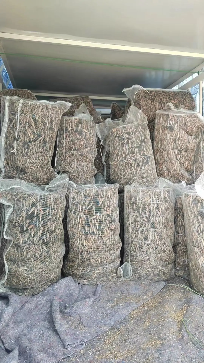 蚂蚱串/蝗虫串，可油炸/可烧烤，纯人工养殖/可常年供应
