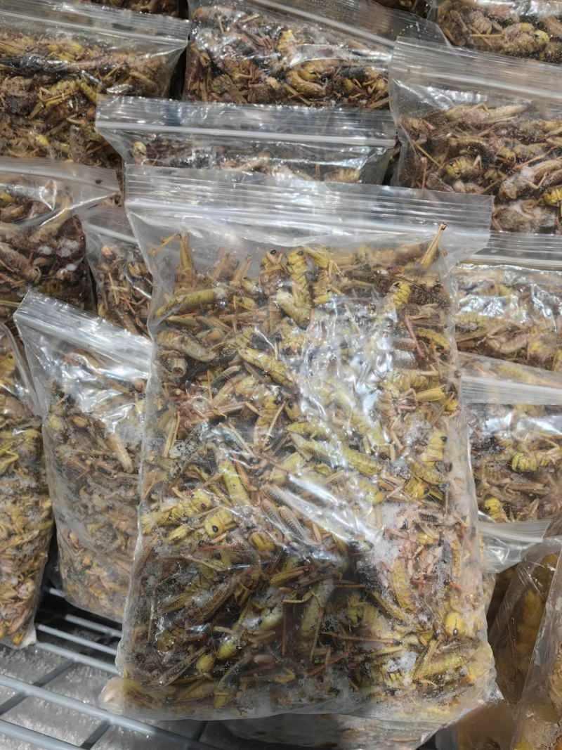 蚂蚱串/蝗虫串，可油炸/可烧烤，纯人工养殖/可常年供应