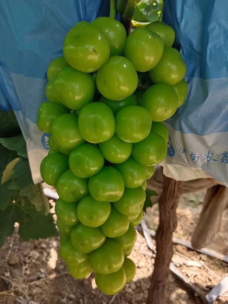 湖南澧县阳光玫瑰大量上市，颗颗饱满，果肉甜，欢迎选购