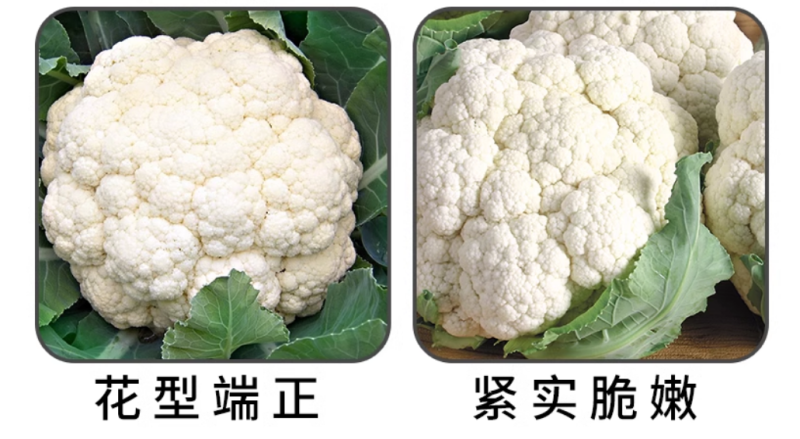 花菜增白剂膨大剂雪白增白增嫩防散防裂促进生根壮苗增产