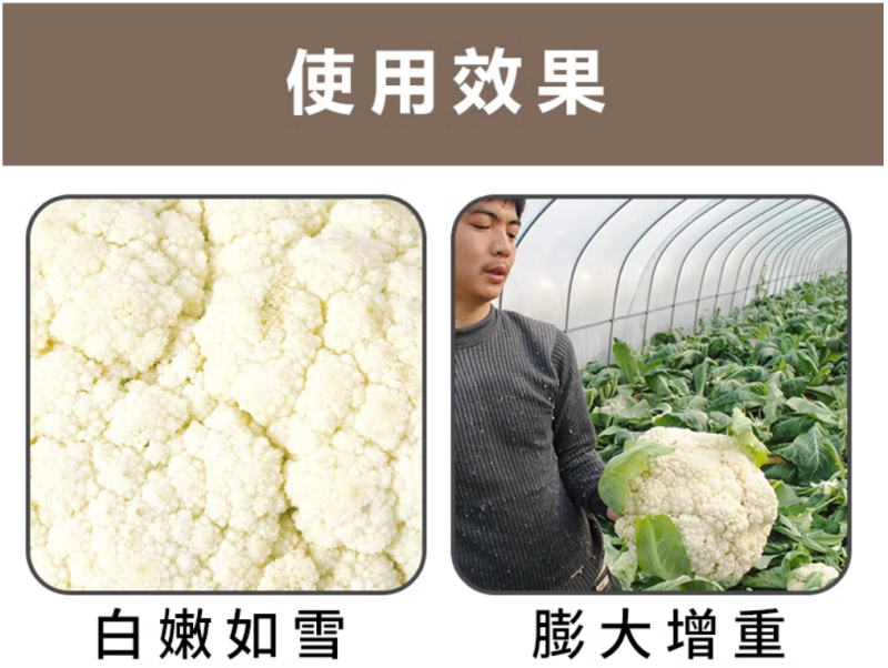 花菜增白剂膨大剂雪白增白增嫩防散防裂促进生根壮苗增产