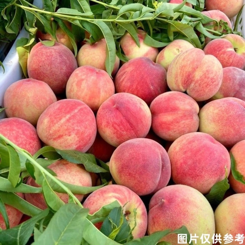 北京八号桃大红桃山东桃产地直发对接全国各地市场