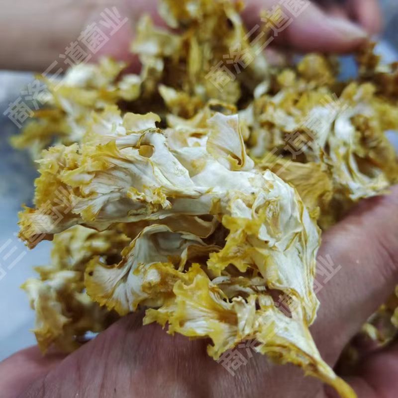 今年新货绣球菌干货（大碎）产地直供品质保证