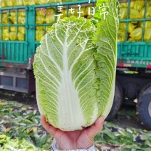 黄心，大白菜