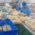 陕西商洛绣球菌鲜货新鲜现货产地一手货源品质保证