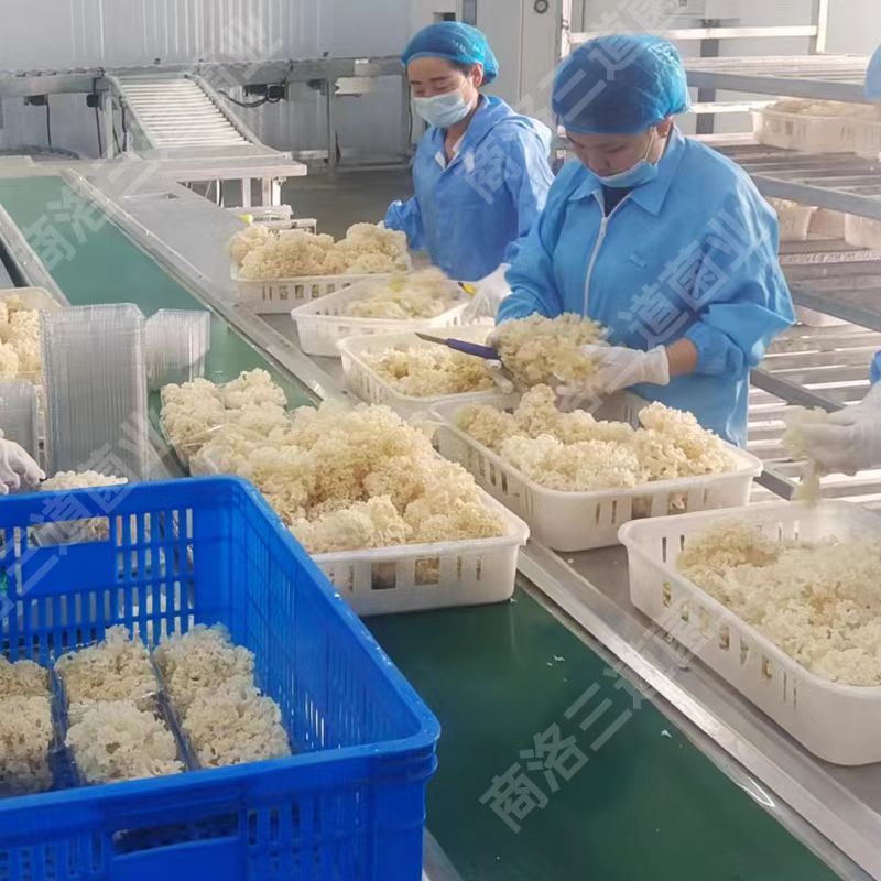 陕西商洛绣球菌鲜货新鲜现货产地一手货源品质保证