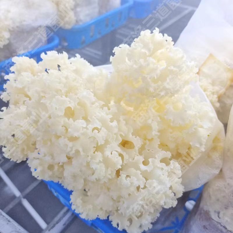 陕西商洛绣球菌鲜货新鲜现货产地一手货源品质保证