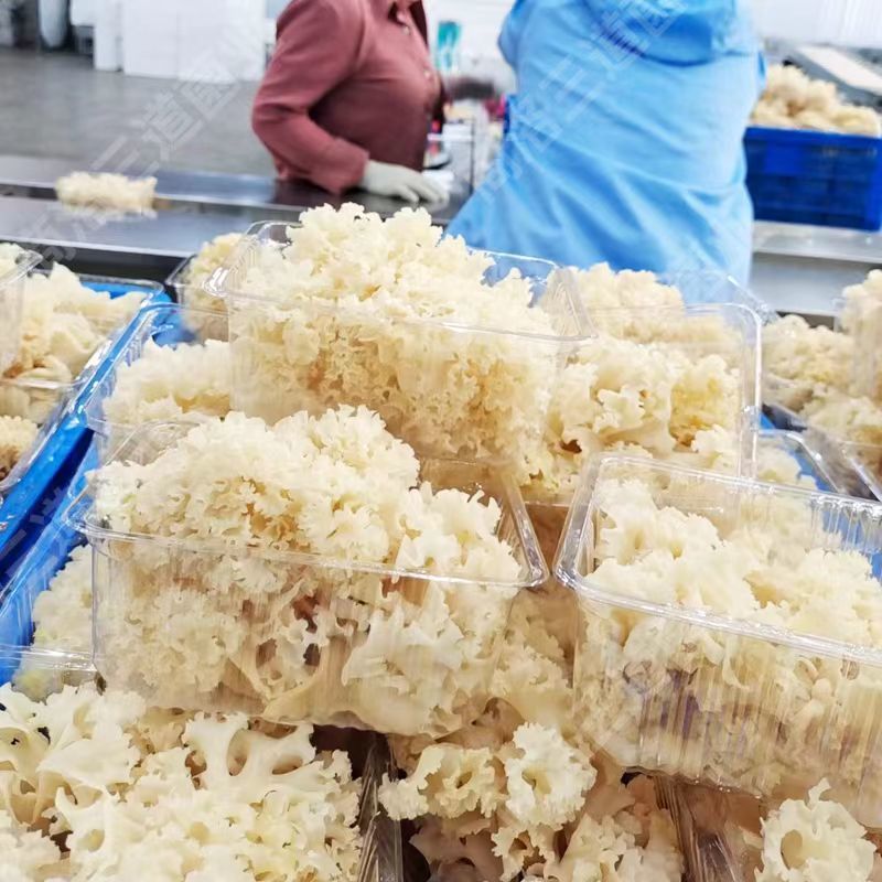 陕西商洛绣球菌鲜货新鲜现货产地一手货源品质保证